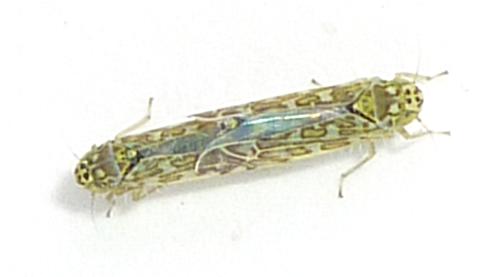 Réf. 333 478 : Eupteryx decemnotata